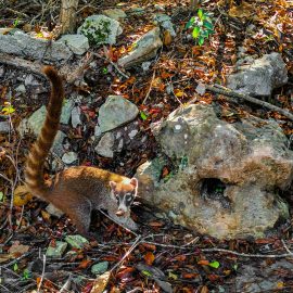 Coati 1, Yucatan 21