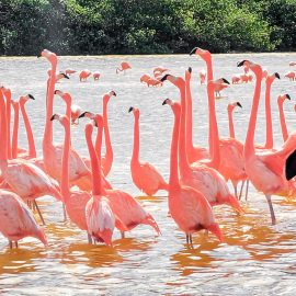 Flamencos en Celestun