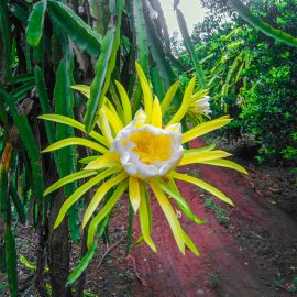 Flor de pitahaya 1, Yucatan 21