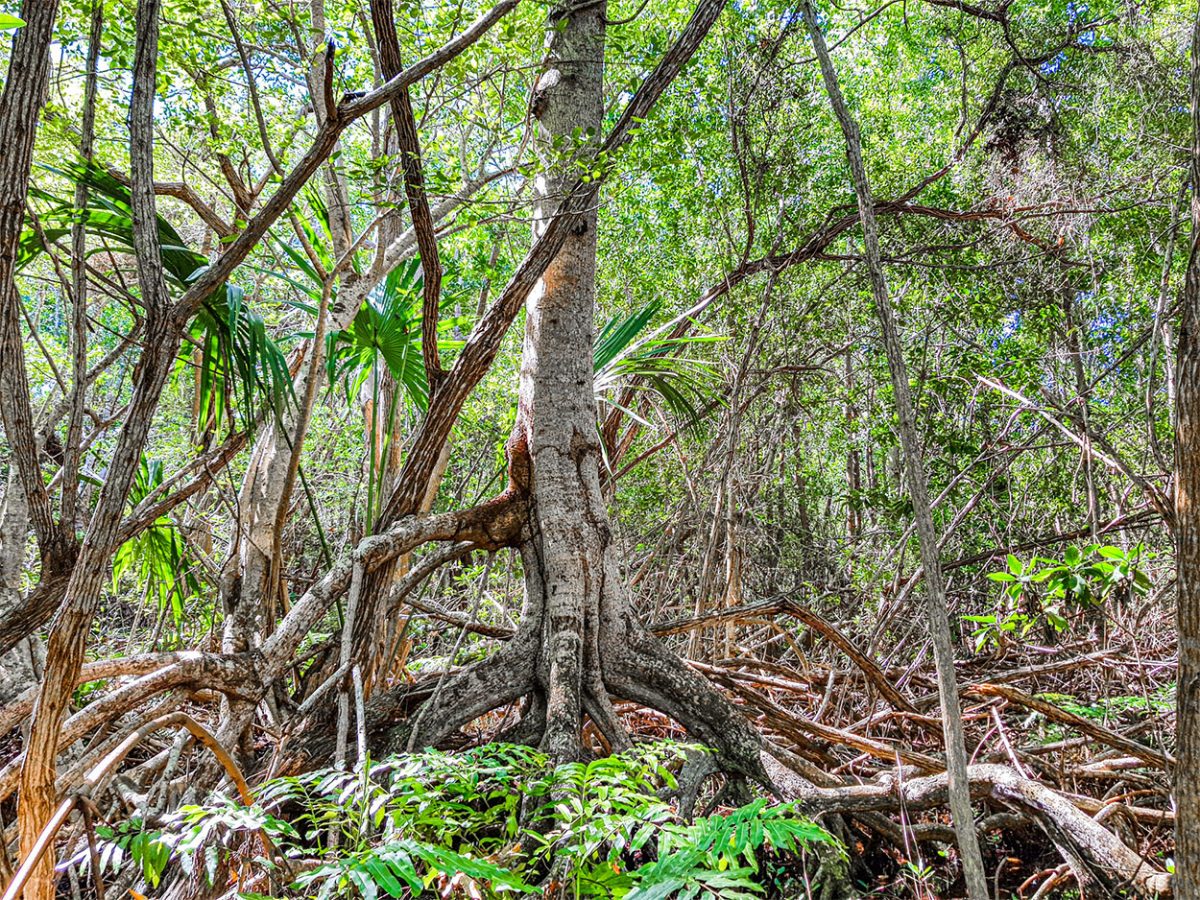 Naturaleza